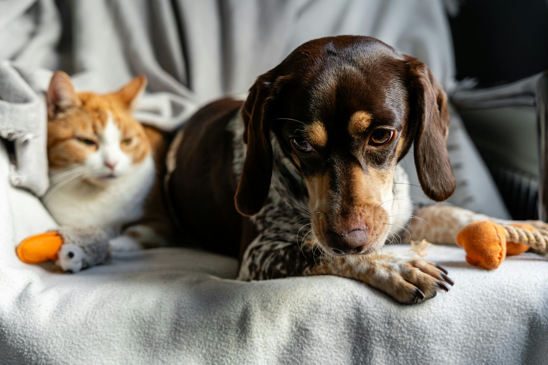 Premium pet lifestyle