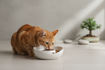 Keep Me Fed Cat Slow and Steady