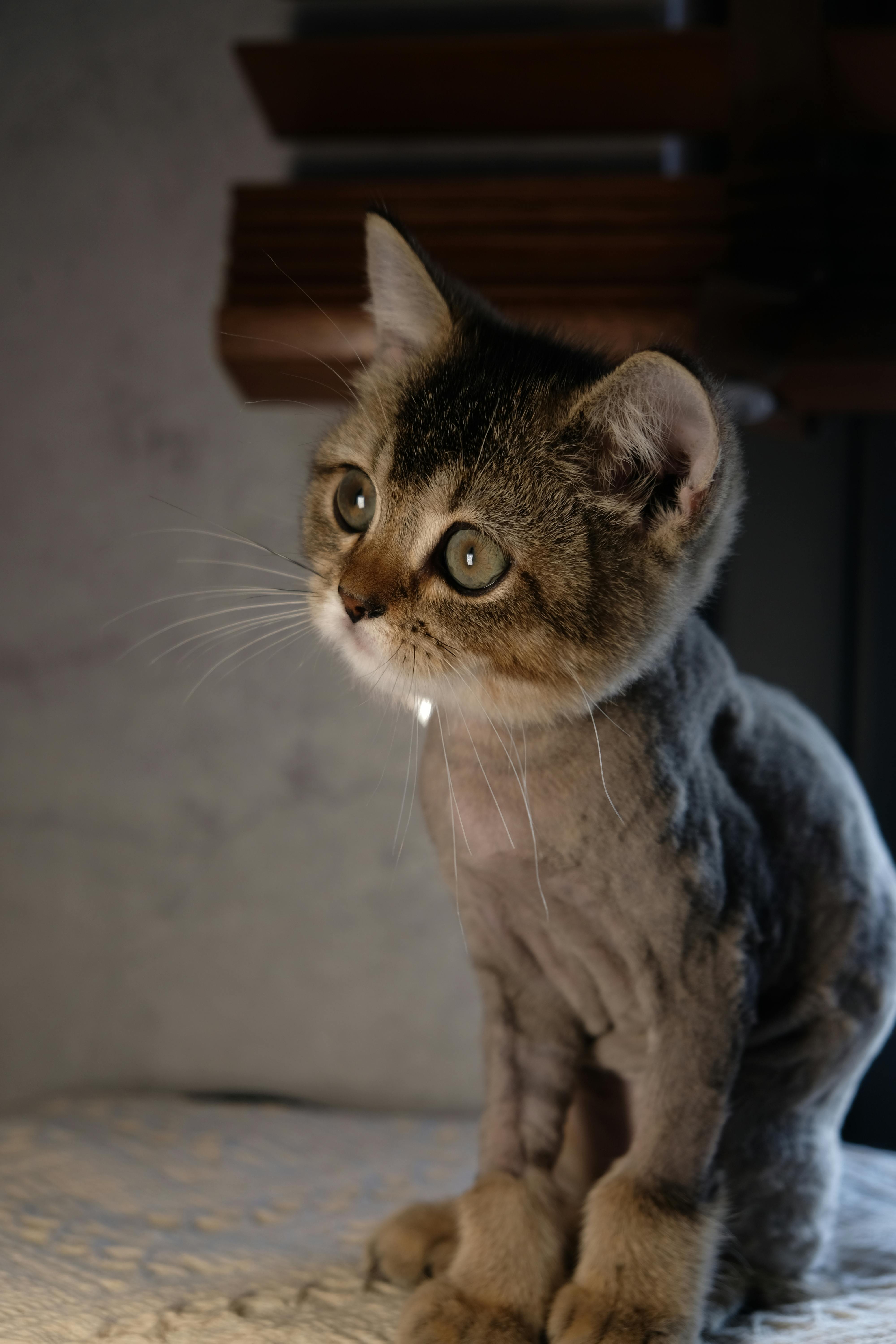 Premium pet